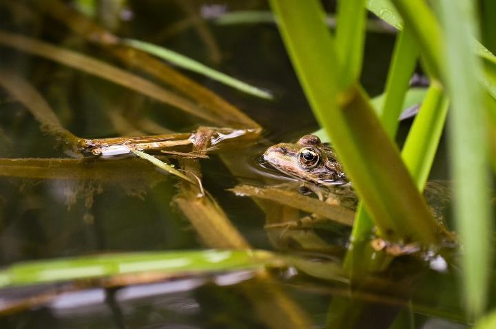 Grenouille rieuse dans l'eau