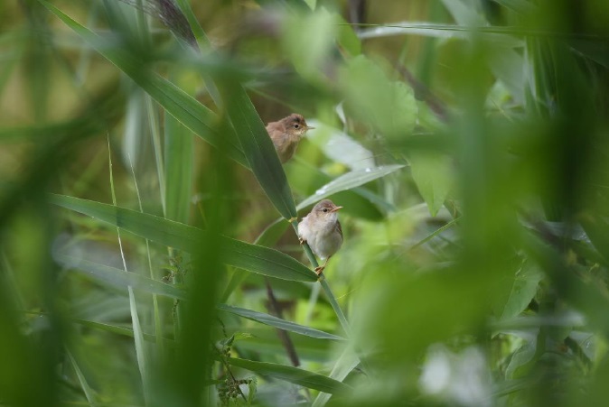 Oiseaux dans les roseaux