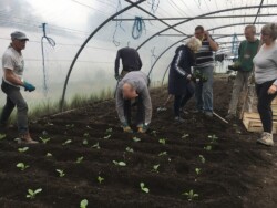 Plantations à destination de l'Epicerie sociale de Reims (Photo B. Douzamy) Chantier de plantations sous serre