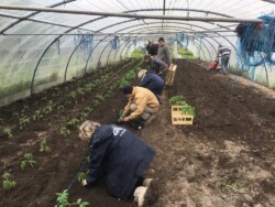 Plantations à destination de l'Epicerie sociale de Reims (Photo B. Douzamy) Chantier de plantations sous serre