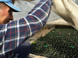 Araik devant des semis Maraîcher soulevant le voile sur des semis
