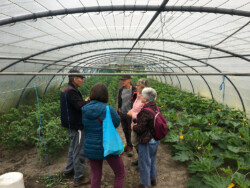 Araik et des bénévoles sous la serre de L'Epicerie sociale (Photo T. Herve) 5 personnes discutant au milieu des cultures sous une serre