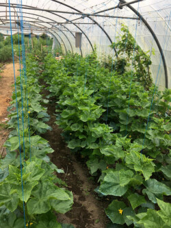Cultures de légumes à destination de l'Epicerie sociale de Reims (Photo T. Hervé) Cultures de légumes sous serre