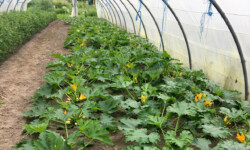 Culture de courgettes à destination de l'Epicerie sociale de Reims (Photo T. Herve) Cultures de courgettes sous serre