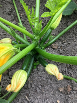 Plants de courgettes à destination de l'épicerie sociale de Reims (Photo T. Hervé) Plant de courgettes