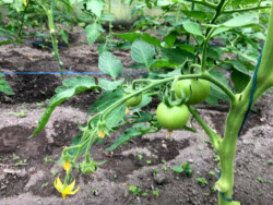 Plants de tomates à destination de l'Epicerie sociale de Reims (Photo T. Hervé) Plants de tomates