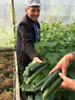 Récolte de concombres pour l'Epicerie sociale (Photo B. Douzamy) Récolte de concombres