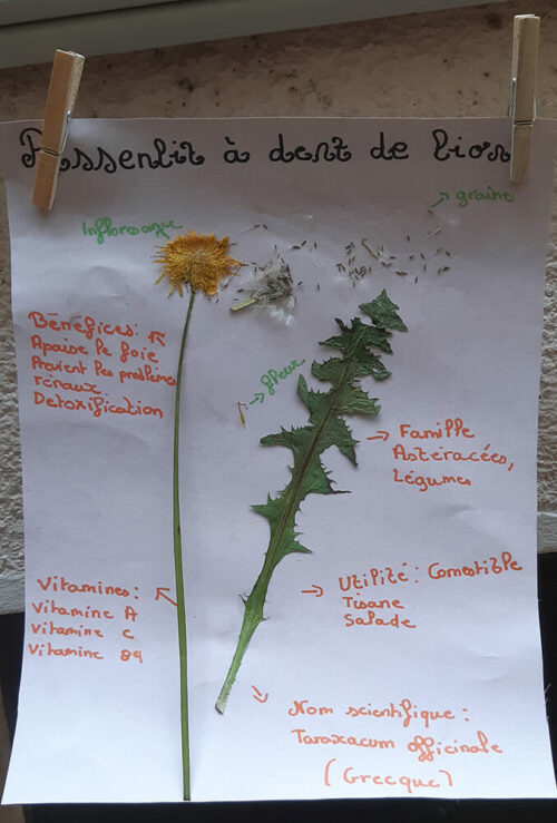 Le pissenlit, herbier - UnisCité / Reims Feuille d'herbier sur le pissenlit