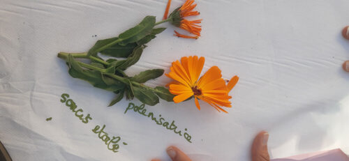 Souci étoilé - UnisCité / Reims Fleur de souci étoilé