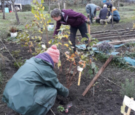 Haie syntropique Haie syntropique en cours - L'école des jardiniers
