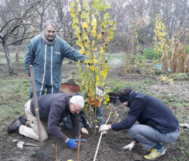 Haie syntropique Haie syntropique en cours - L'école des jardiniers