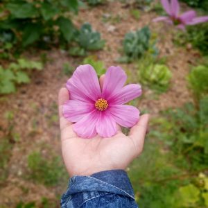 Main tendue tenant une fleur de cosmos rose