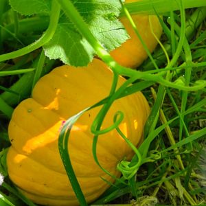 Citrouilles jaunes dans un jardin